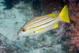 Image of Spanish flag snapper