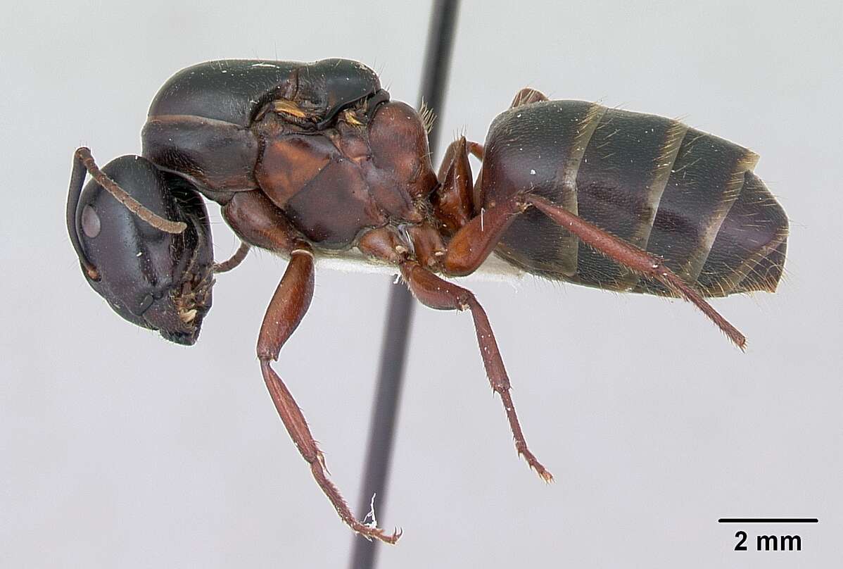 Image of Camponotus herculeanus (Linnaeus 1758)