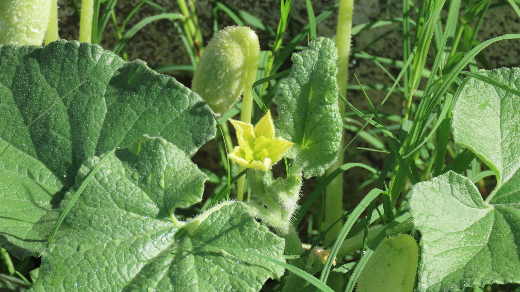 صورة Ecballium elaterium subsp. dioicum (Batt.) D. E. Costich