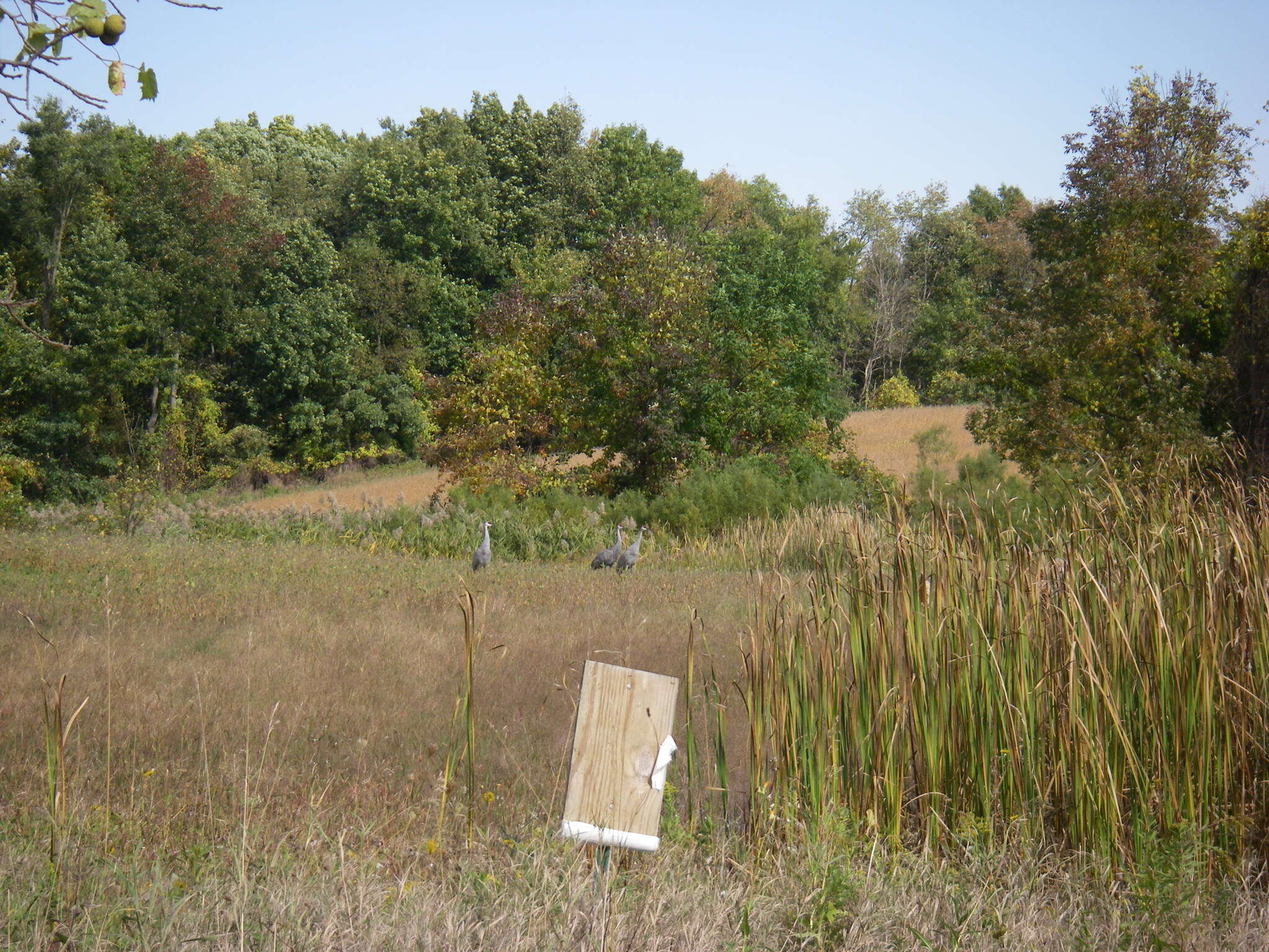 Image of Sandhill Crane