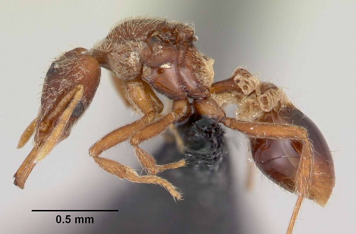 Image of Ant