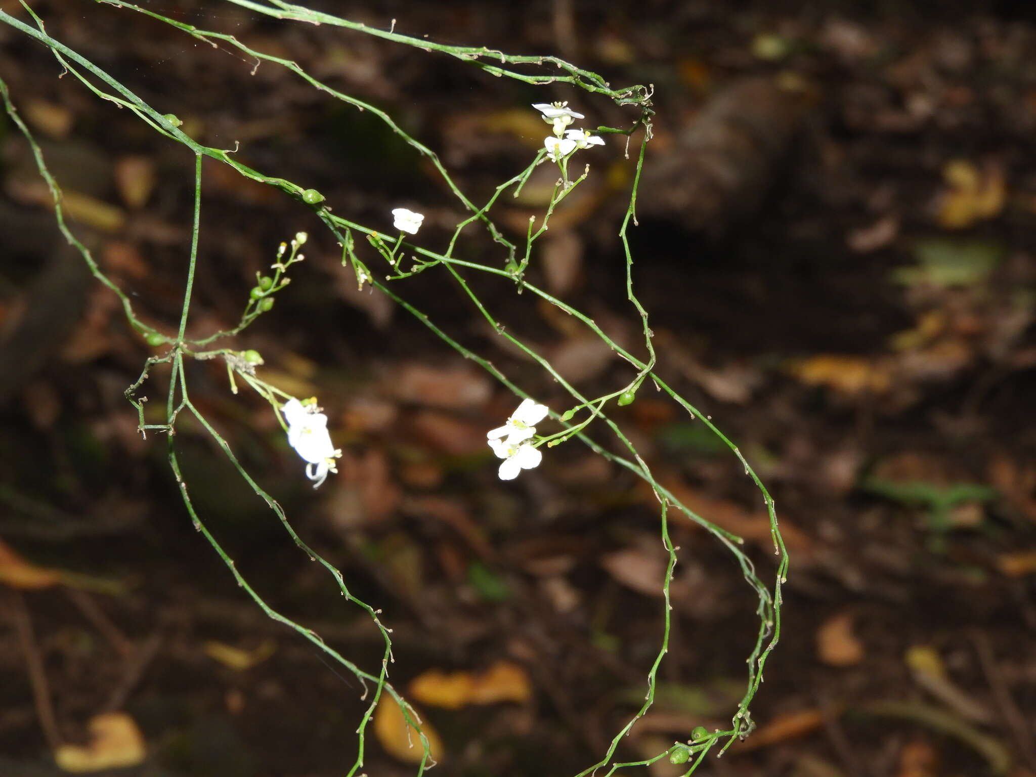 صورة Crambe strigosa L'Hér.