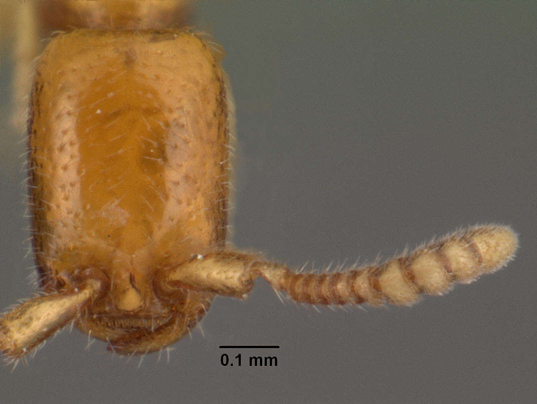 Apomyrma resmi