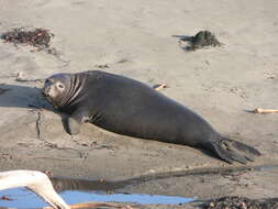 Image of Northern Elephant Seal