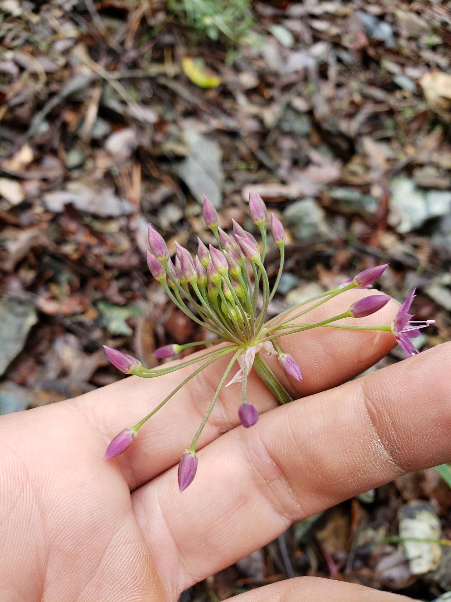 Image of dusky onion