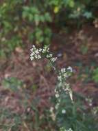 Image of grassleaf pepperweed