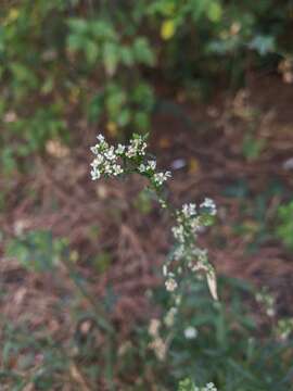 Image of grassleaf pepperweed