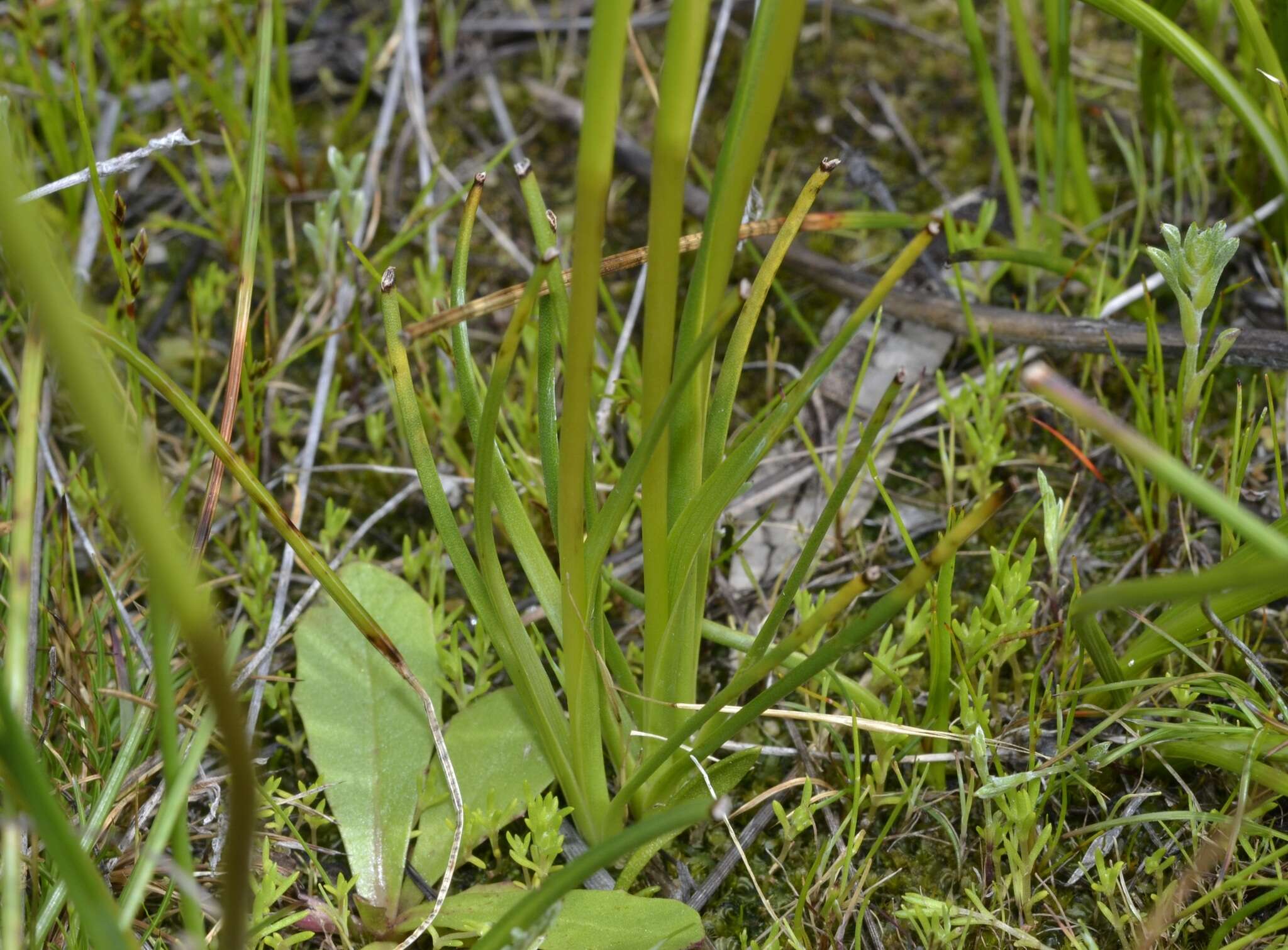 Plancia ëd Diuris laxiflora Lindl.