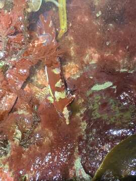 Image of Crevice Kelpfish