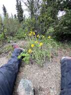 Image of narrowleaf arnica