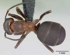 Image of Scottish wood ant