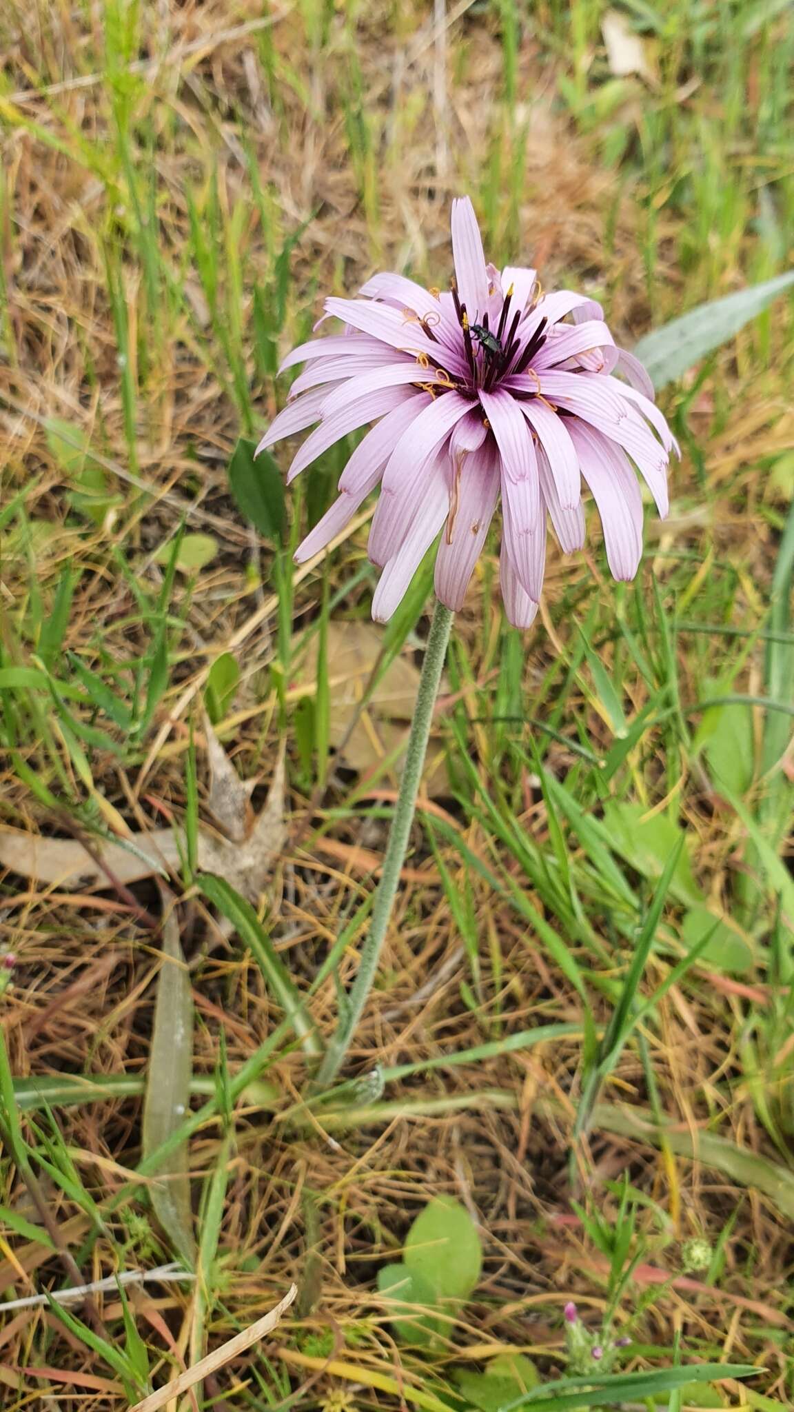 Image of Pseudopodospermum undulatum (Vahl) Zaika, Sukhor. & N. Kilian