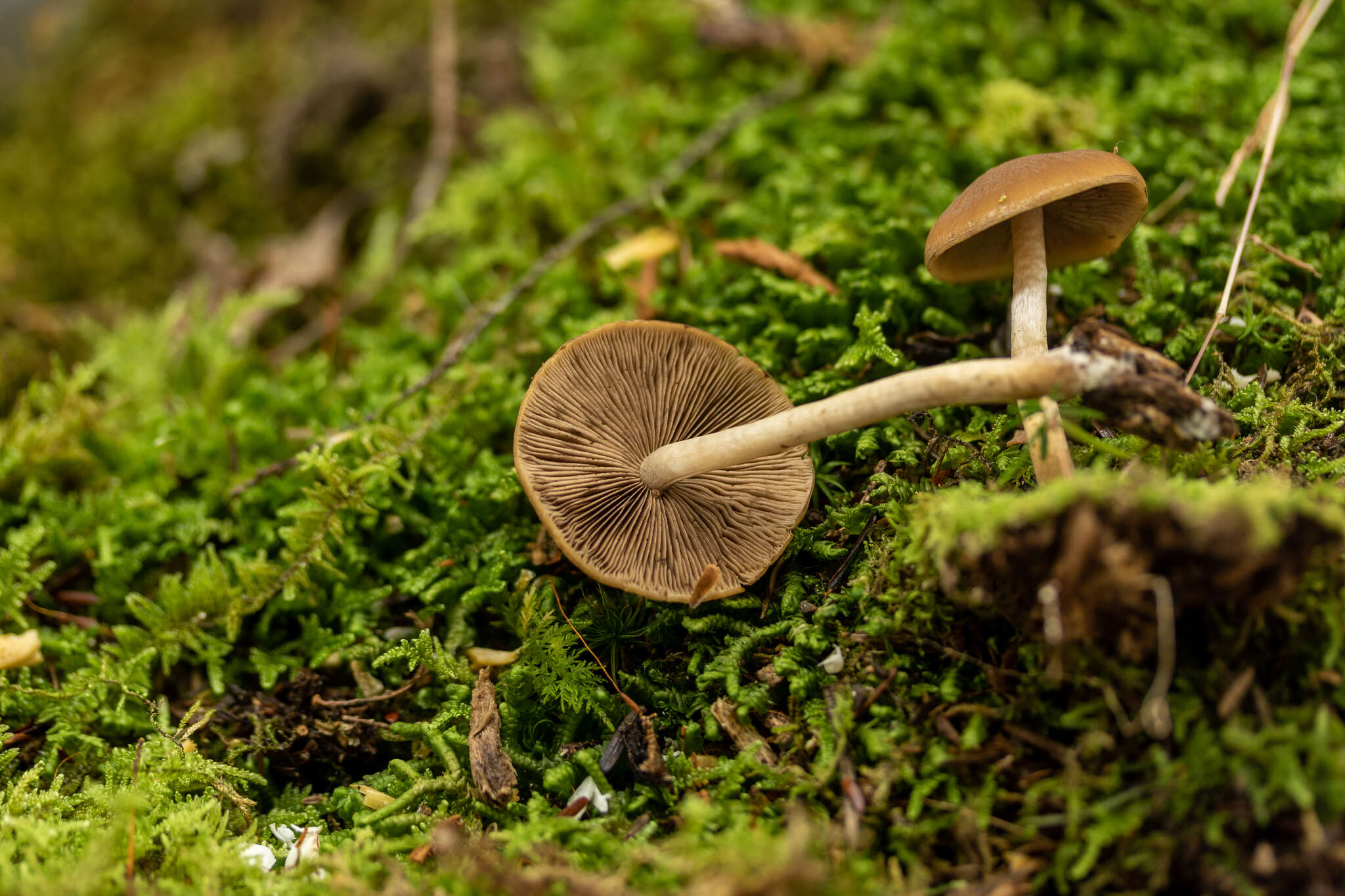 Image of Psathyrella carinthiaca Voto 2011