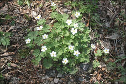 Sivun Anemone koraiensis Nakai kuva