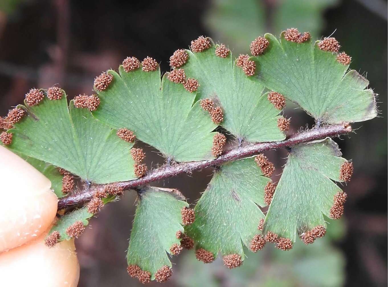 Adiantum ciliatum Bl.的圖片