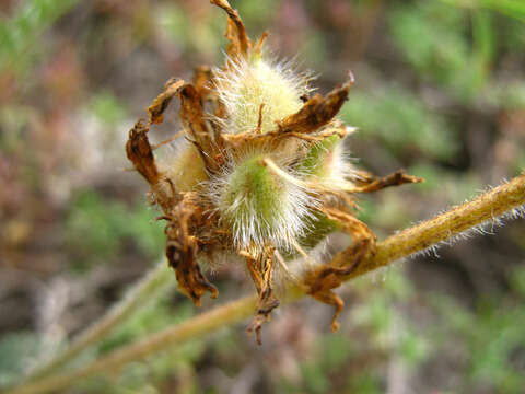 Imagem de Astragalus incertus Ledeb.