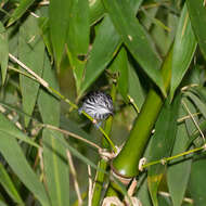 Image of Stripe-chested Antwren