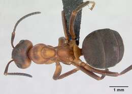 Image of Scottish wood ant