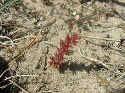 Image de Sedum aetnense Tineo