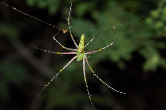 Image de Peucetia striata Karsch 1878