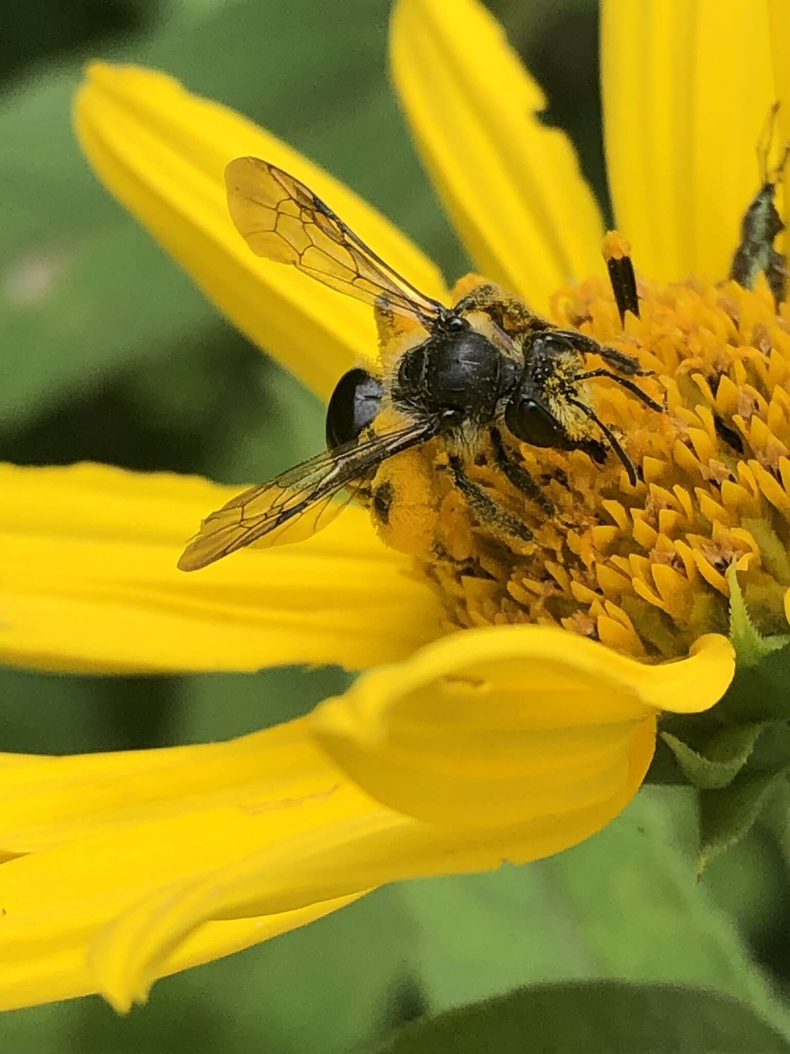 Image de Andrena aliciae Robertson 1891