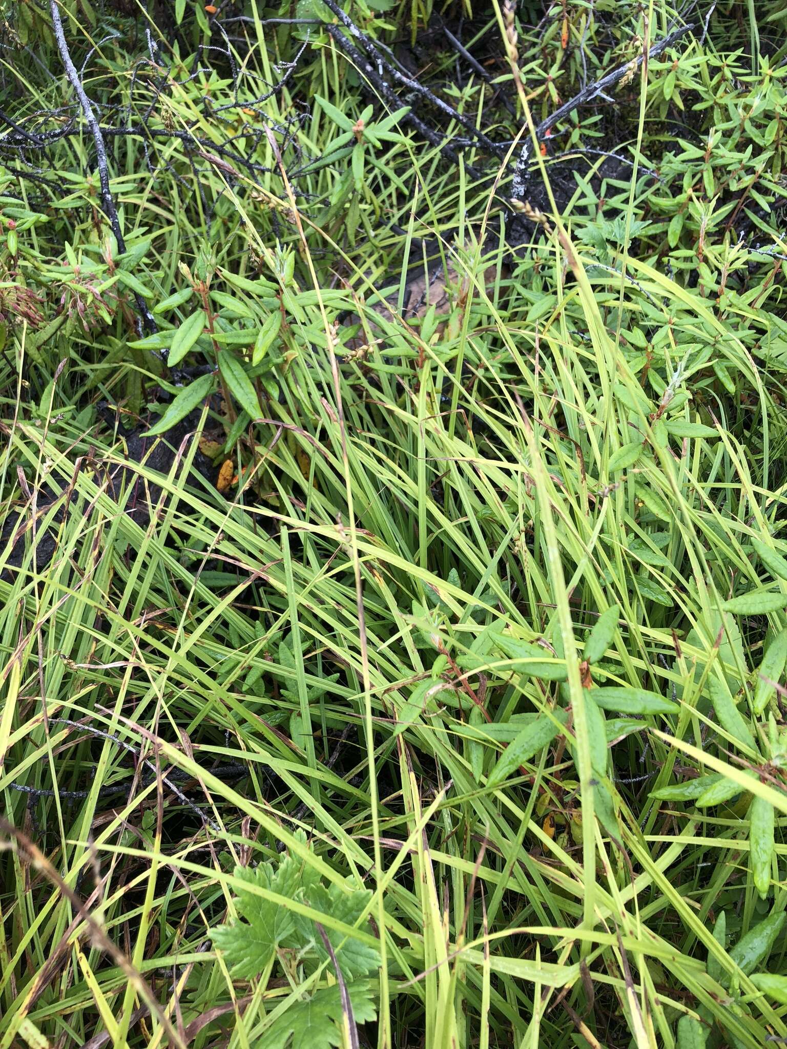 Image of Sheathed sedge