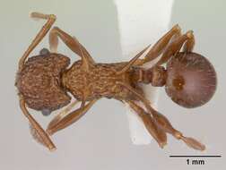 Image of Acanthomyrmex basispinosus Moffett 1986