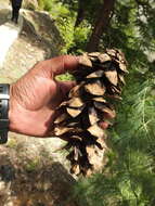 Image of Bhutan Pine