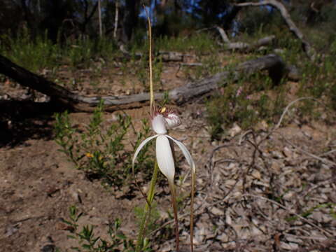 Image of Caladenia splendens Hopper & A. P. Br.