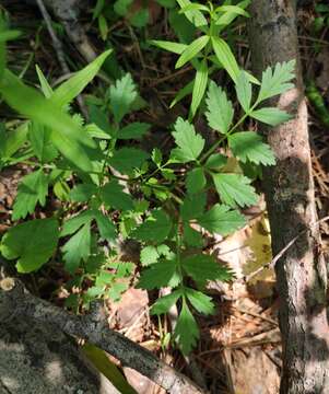 Image of Aegopodium alpestre Ledeb.