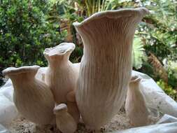 Image of White Ferula Mushroom