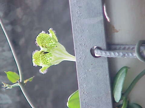 Image of Ceropegia sandersonii Decne. ex Hook.