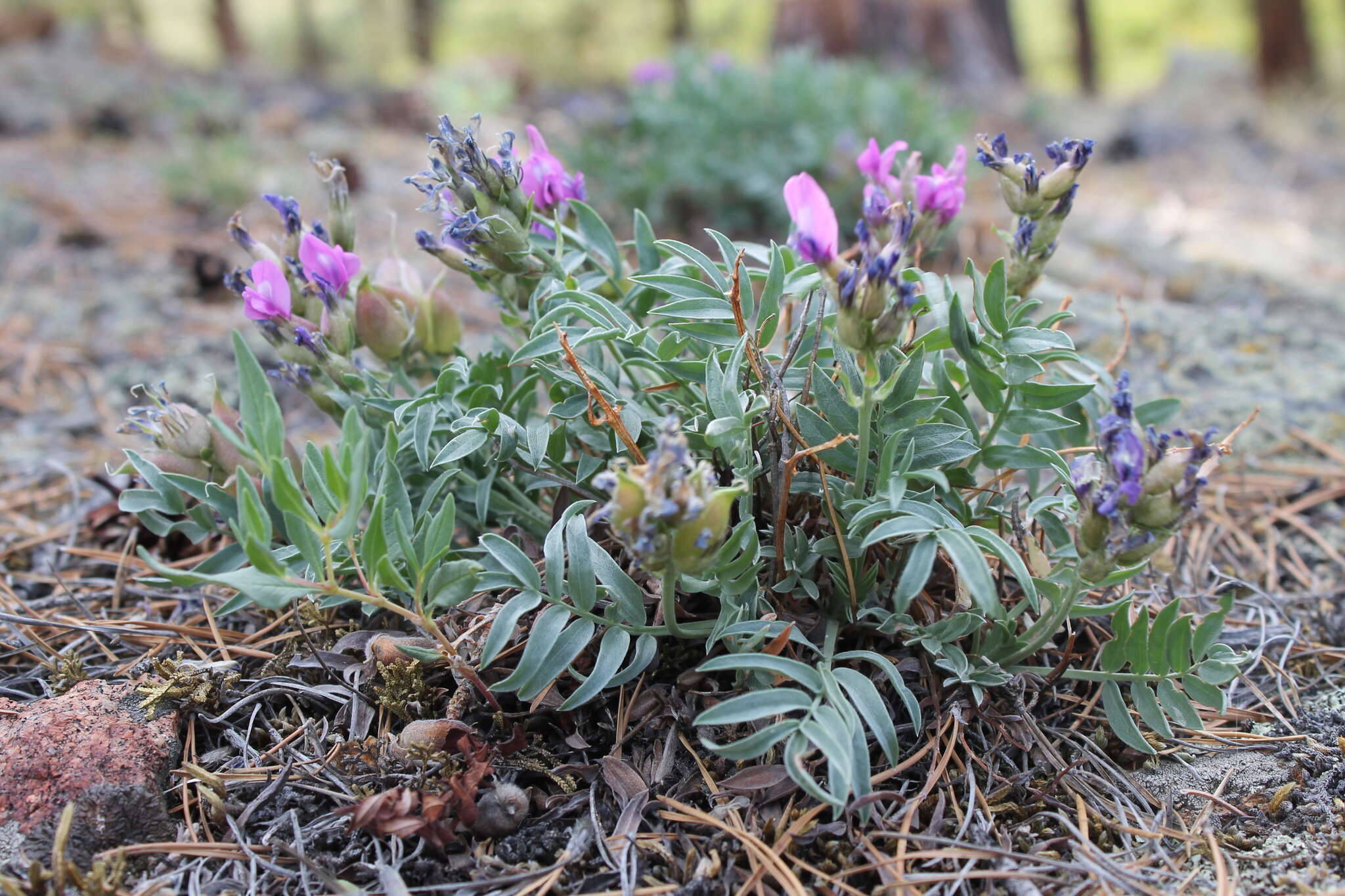 Image de Oxytropis popoviana Peschkova