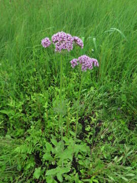 Plancia ëd Valeriana amurensis P. Smirn. ex Kom.