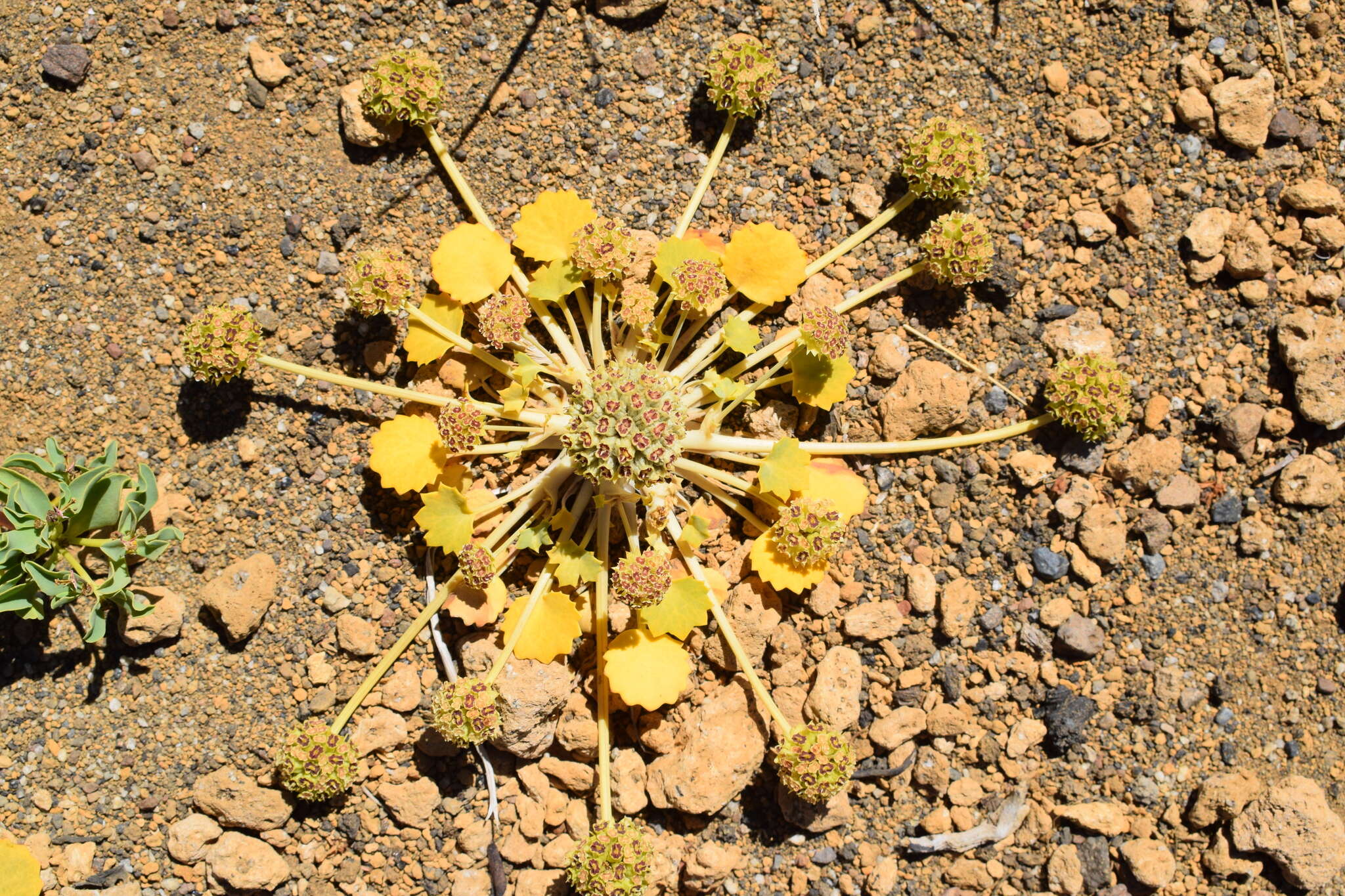 Image of Azorella volcanica (Math. & Const.) M. Hiroe