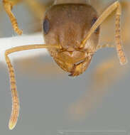 Image de Lasius neoniger Emery 1893