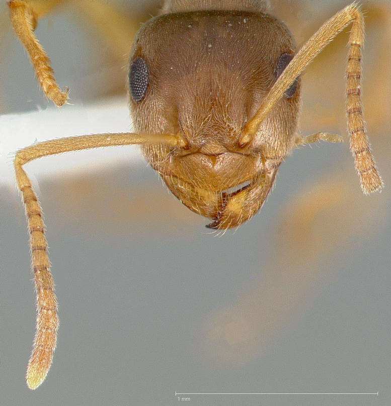 Image de Lasius neoniger Emery 1893