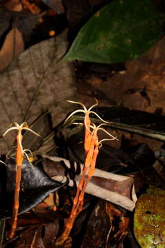 Image of Voyria tenuiflora Griseb.