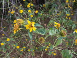 Image of Melanthera latifolia (Gardn.) Cabrera