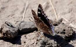 صورة Charaxes guderiana Dewitz 1879