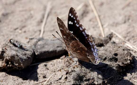 Image of Blue-spangled Charaxes