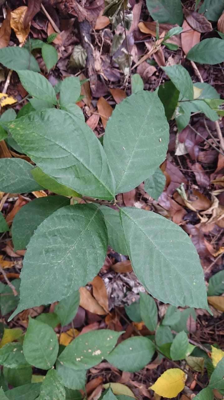 Image of oakleaf fig