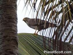 Image of Grey-faced Buzzard