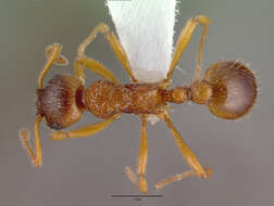 Image of Myrmica ruginodis Nylander 1846