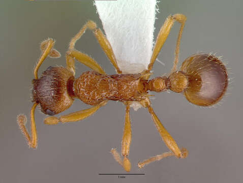 Imagem de Myrmica ruginodis Nylander 1846