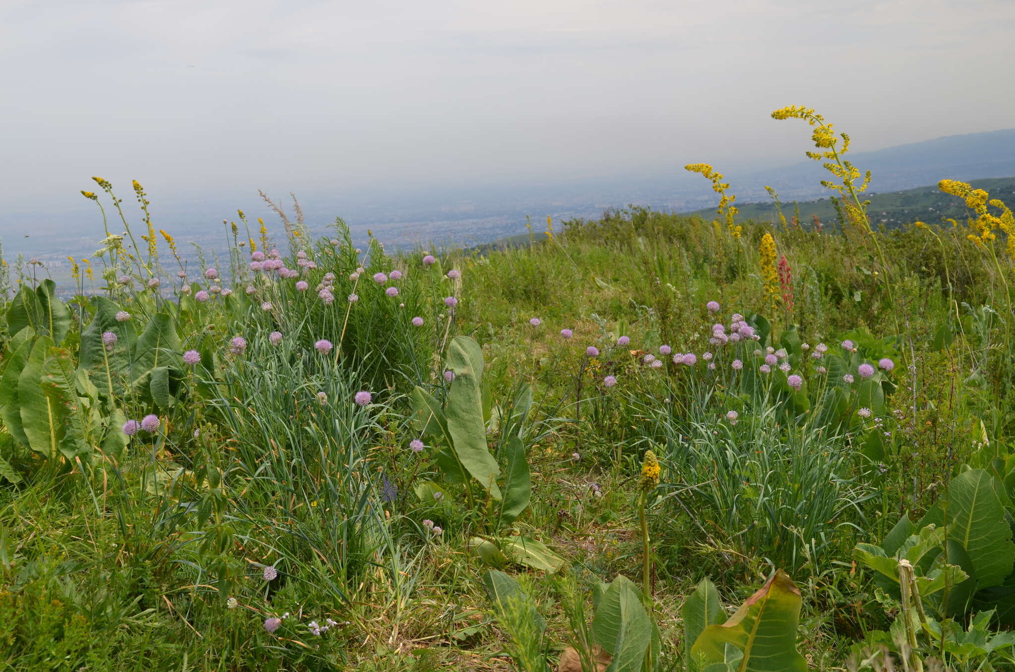 Image of Allium hymenorhizum Ledeb.