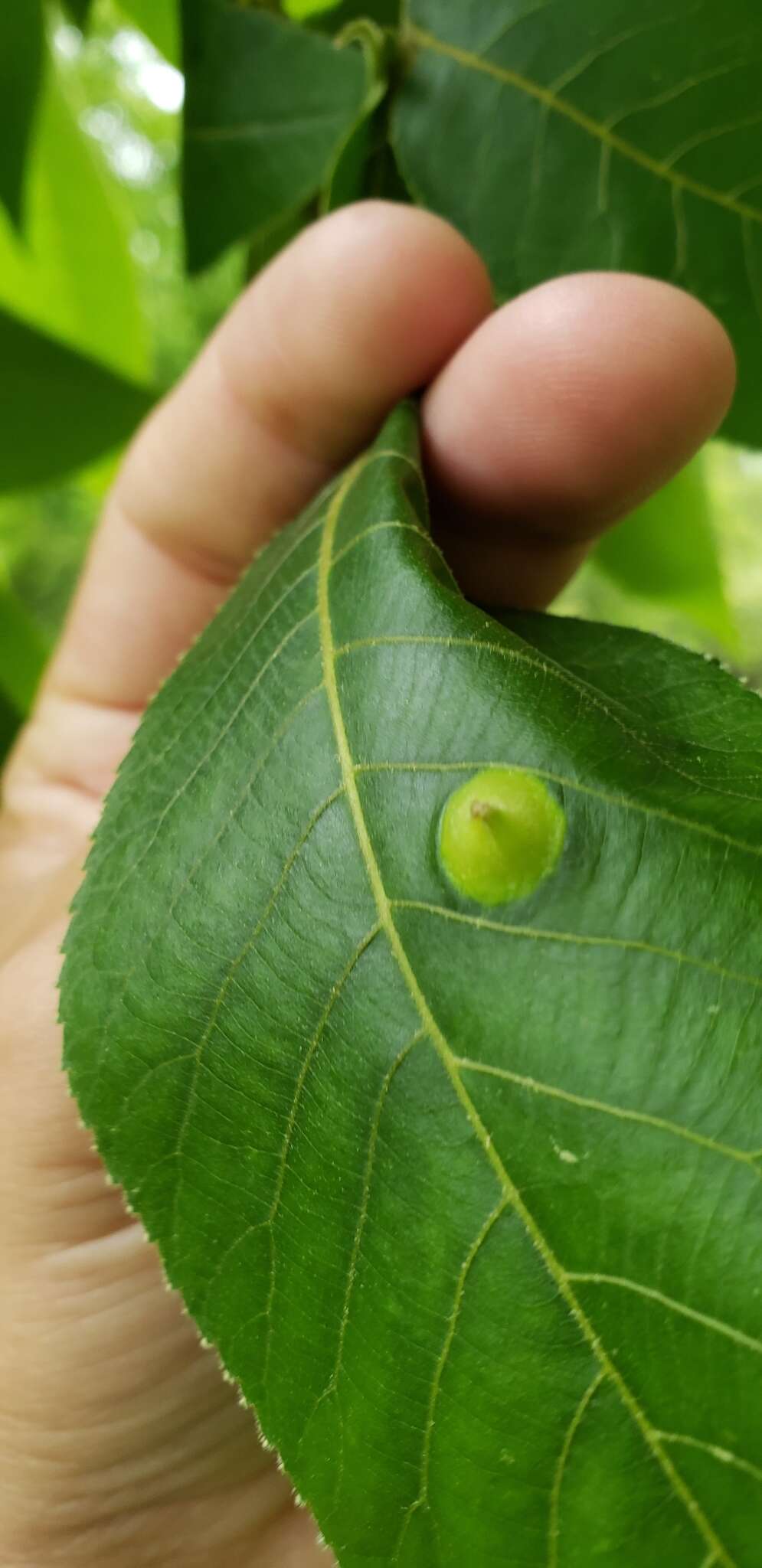 Image de Phylloxera caryaefoliae Fitch 1856