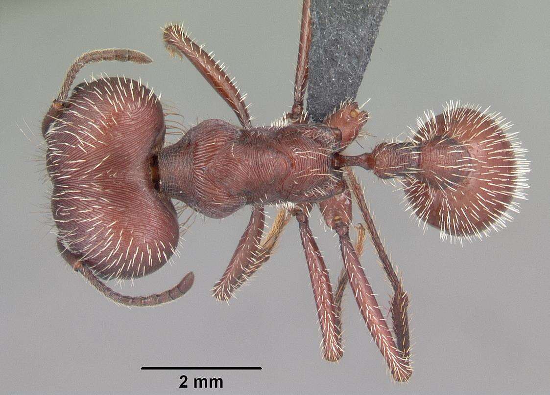 Image of Florida Harvester Ant