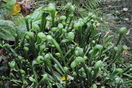 Image of California pitcherplant