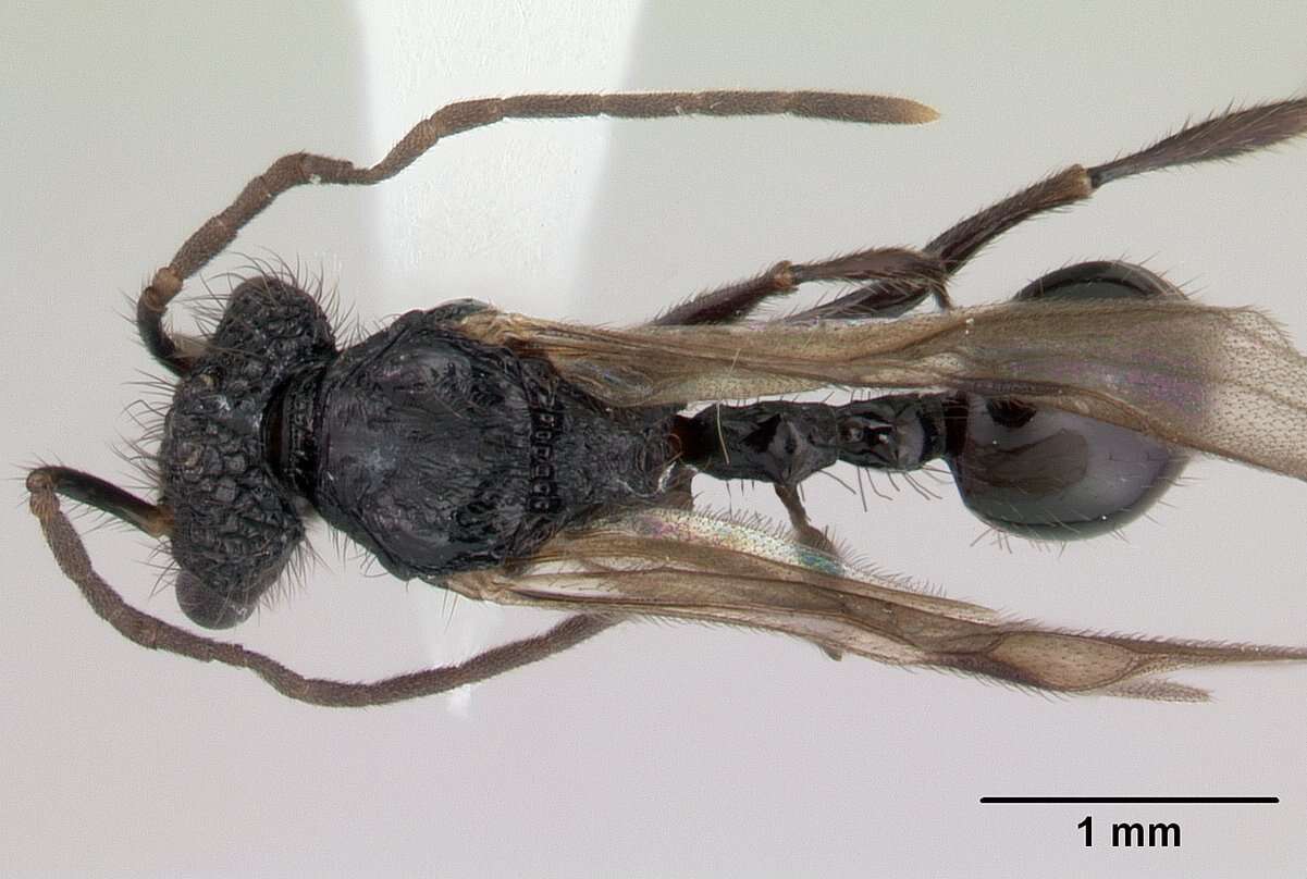 Image of Acanthomyrmex ferox Emery 1893